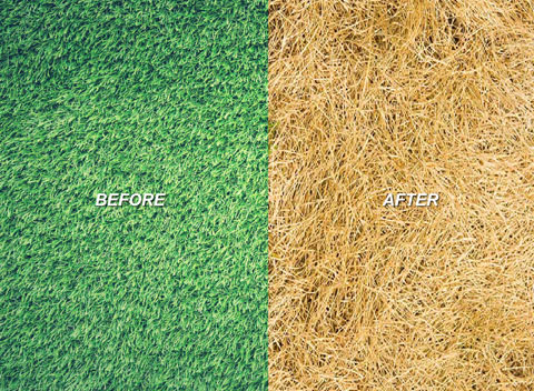 المبيدات الأعشاب