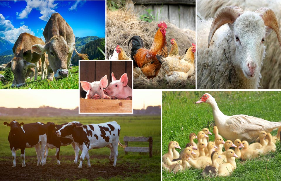 المنتجات البيطرية