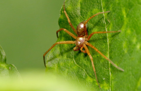 المبيدات الحشرية