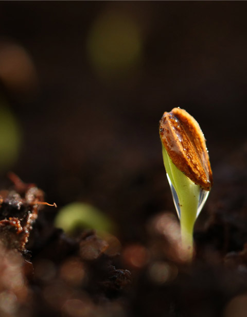 منظمات النمو